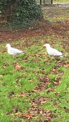 Larus argentatus