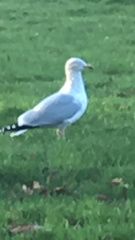 Larus argentatus