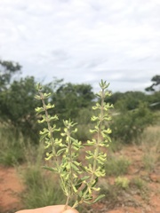 Endostemon tereticaulis