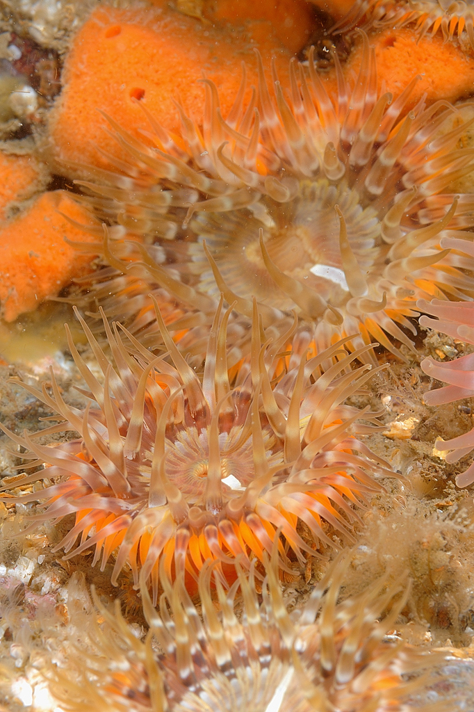 Elegant anemone, photo 1 of 10
