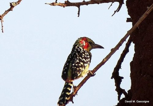 Red-and-yellow Barbet
