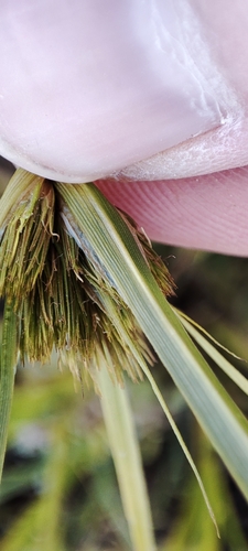 Image of Carex bohemica by (c) Yurii Basov, some rights reserved (CC BY)