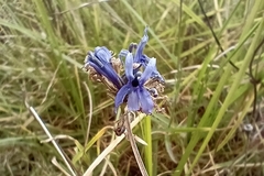 Lobelia gruina