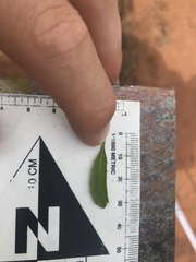 Endostemon tereticaulis