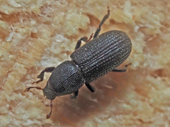 Hylastes cunicularius