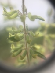 Endostemon tereticaulis