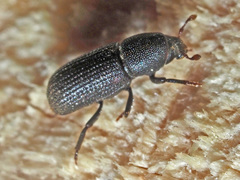 Hylastes cunicularius