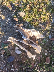 Vulpes vulpes silacea