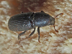 Hylastes cunicularius