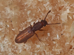 Silvanus bidentatus