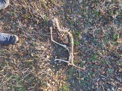 Vulpes vulpes silacea