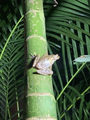 Polypedates leucomystax