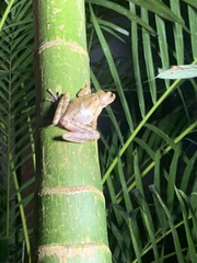 Polypedates leucomystax