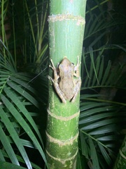 Polypedates leucomystax