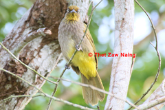 Pale-Eyed Bulbul photo 2