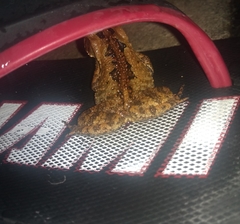 Rhinella crucifer