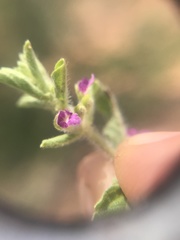 Endostemon tereticaulis