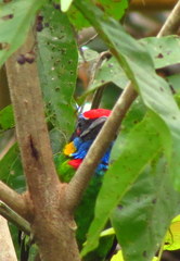 Psilopogon rafflesii