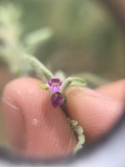 Endostemon tereticaulis