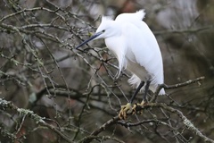 Egretta garzetta