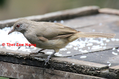 Pycnonotus blanfordi