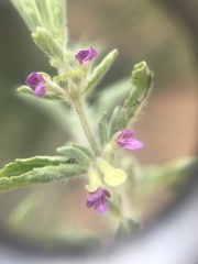 Endostemon tereticaulis