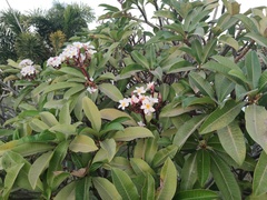 Plumeria