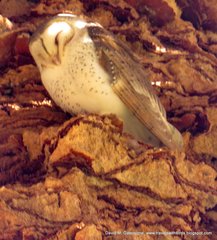 Tyto alba delicatula