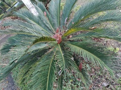 Cycas