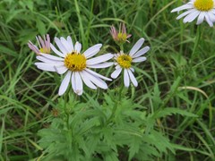 Aster incisus