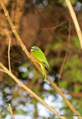 Merops lafresnayii