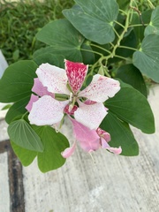 Bauhinia monandra