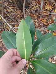 Rhizophora mangle image