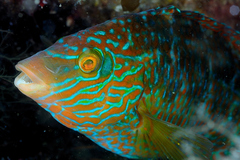 Corkwing Wrasse photo 2