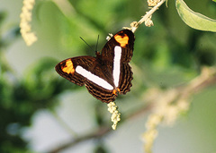 Adelpha diazi