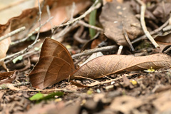 Taygetis rufomarginata