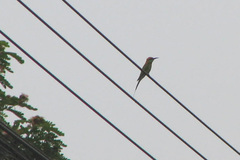 Merops orientalis ferrugeiceps