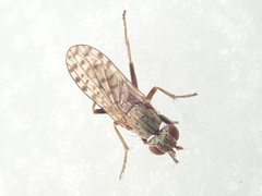 Pherbellia schoenherri