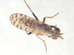 Pherbellia schoenherri