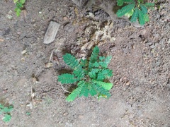 Biophytum sensitivum