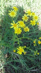 Senecio vernalis