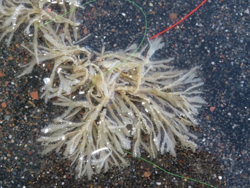 Hairy Sea-mat, Den Haag, Nederland, photo 7 of 10