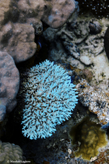 Acropora caroliniana