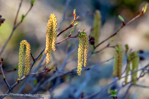 Alnus alnobetula, photograph 6