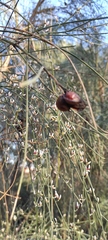Retama monosperma