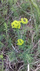 Euphorbia cyparissias