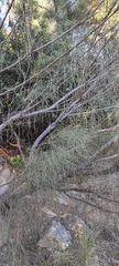 Retama monosperma