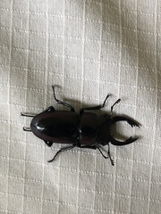 Prosopocoilus petitclerci