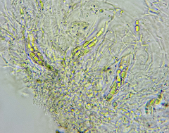 Anisomeridium biforme