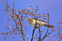 Turdus pilaris